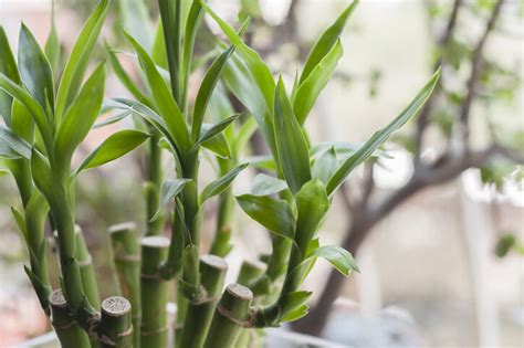 植物風水禁忌|風水植物｜不只富貴竹！7款招財/招桃花植物推介+不可不知風水 